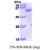 SDS-Page: SQSTM1 Protein [NBP1-44490] - SQSTM1, 39.7 kDa (364aa), confirmed by MALDI-TOF with a purity of 90% by SDS - PAGE